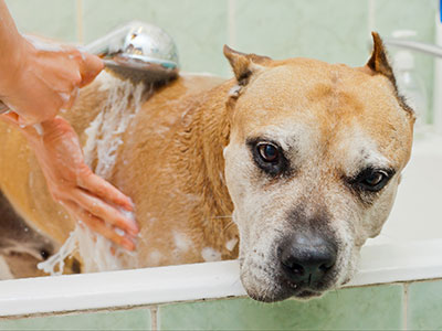 HOMEMADE DIY DOG SHAMPOO RECIPES