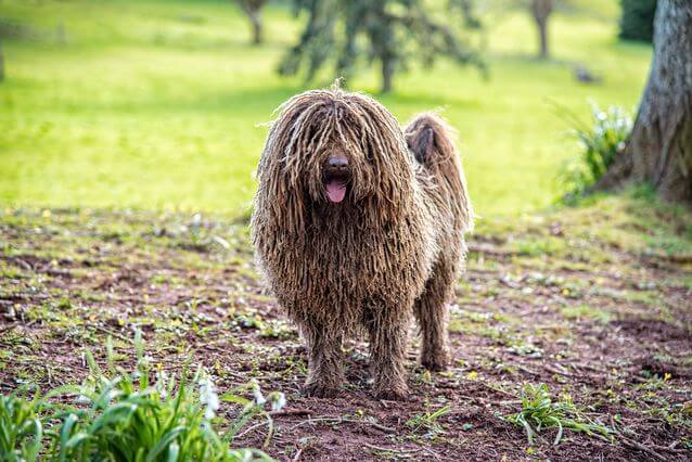 DOG WHISKERS, MOUSTACHE & MUSTACHE FUNNY PHOTOS