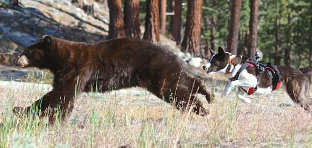 THE FEATURES of HUNTING DOGS