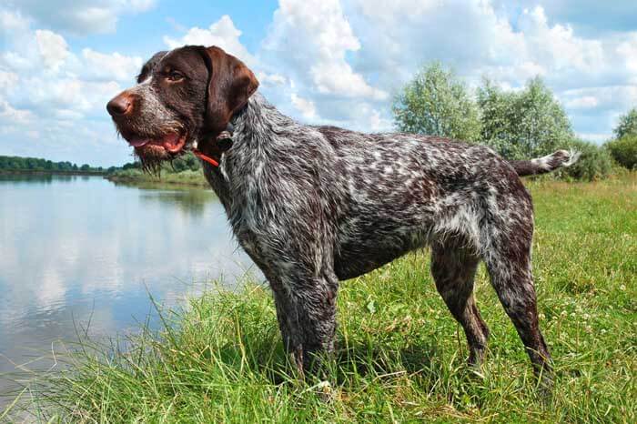 HUNTING GUN DOGS BREEDS LIST