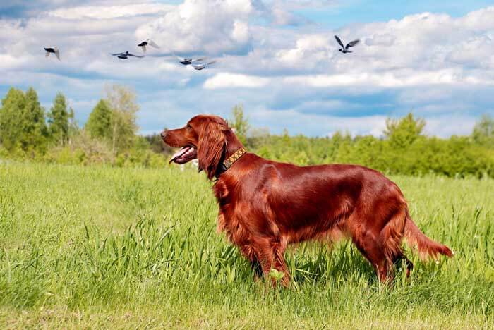 HUNTING GUN DOGS BREEDS LIST