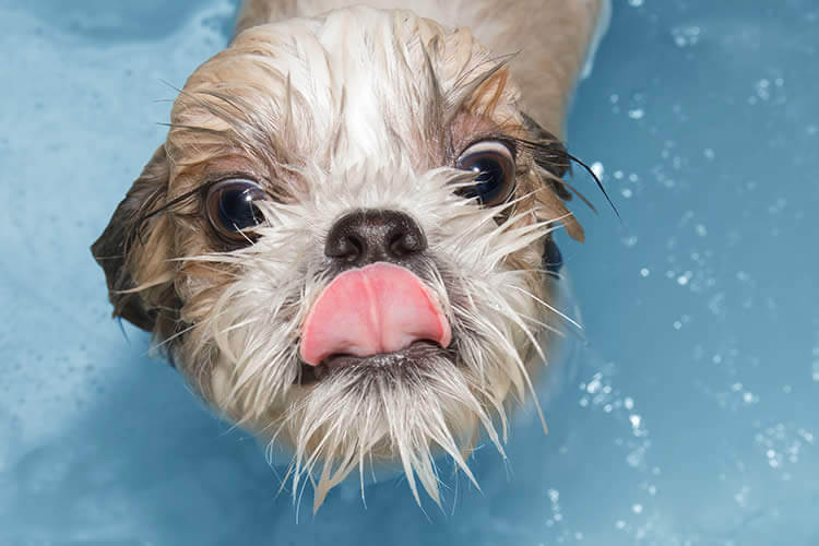 DOG SHAMPOOS - WHY TO USE?