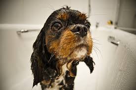 RINGWORM DOG SHAMPOO