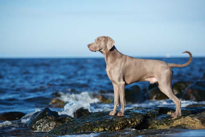 HUNTING GUN DOGS BREEDS LIST