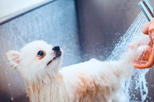 DOG SHAMPOO TYPES & VARIATIONS