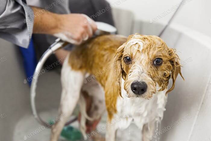 DOG SHAMPOOS & CONDITIONERS