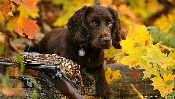 HUNTING DOG PUPPY