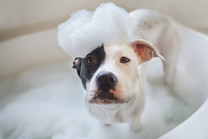 DOG SHAMPOO TYPES & VARIATIONS