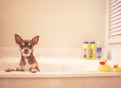 HOMEMADE HEALTHY NATURAL DOG SHAMPOO RECIPES