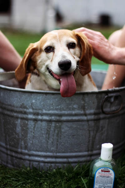 DOG SHAMPOOS - WHY TO USE?