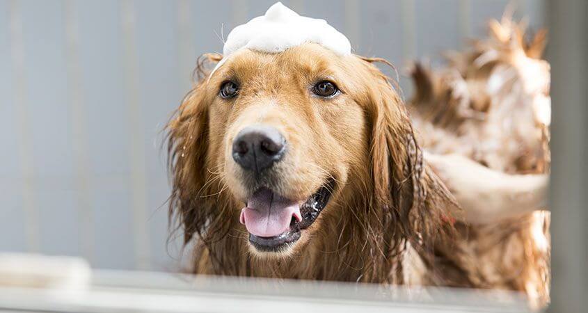 DOG SHAMPOO TYPES & VARIATIONS