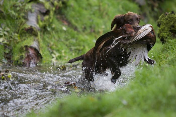 HUNTING GUNDOG TRAINING TIPS