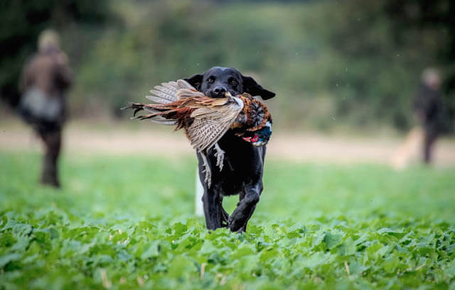 THE ORIGIN of HUNTING DOGS