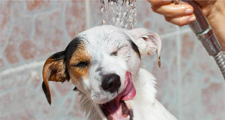 DOG SHAMPOO TYPES & VARIATIONS