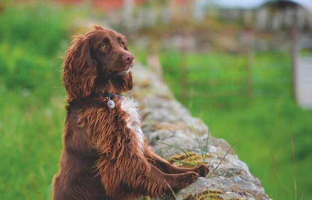 WORKING GUNDOGS DISCIPLINE