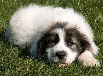 BUKOVINA SHEPHERD DOG