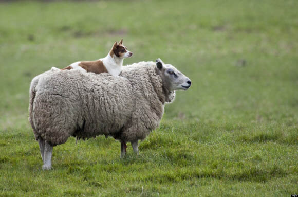 TRAINING A SHEEPDOG