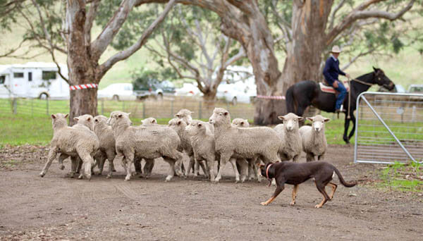 DUTIES OF SHEEPDOG