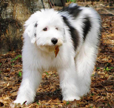 OLD ENGLISH SHEEPDOG