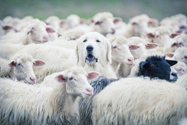 DOG BREEDS FOR FIRST-TIME OWNER