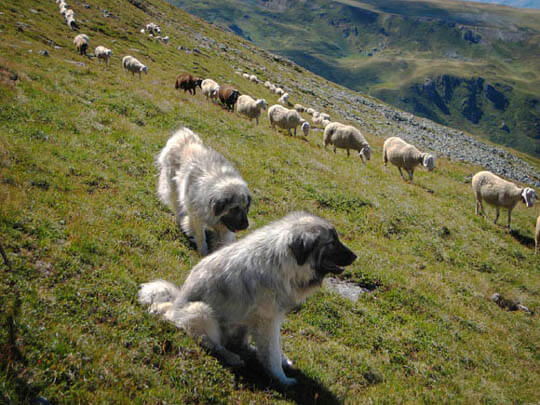 SARPLANINAC SHEEPDOG