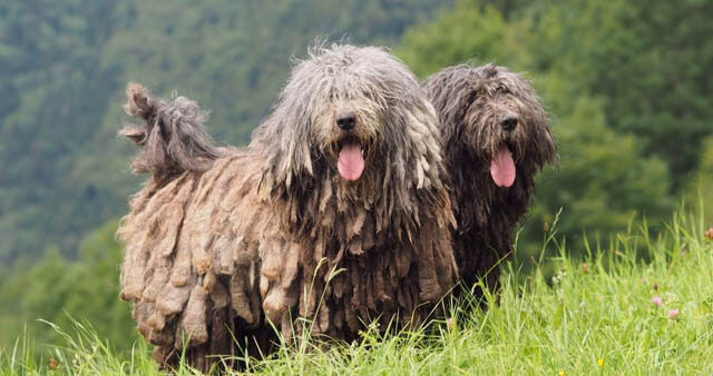 BERGAMASCO SHEPHERD