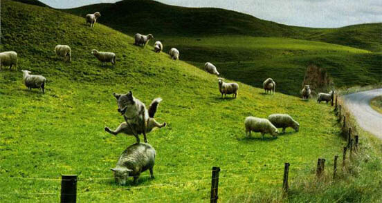 IRISH NATIONAL SHEEPDOG TRIALS