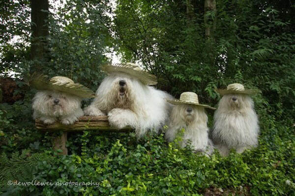 SHEEPDOG TRIALS, TRAILS