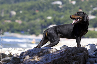 MONTENEGRIN MOUNTAIN HOUND