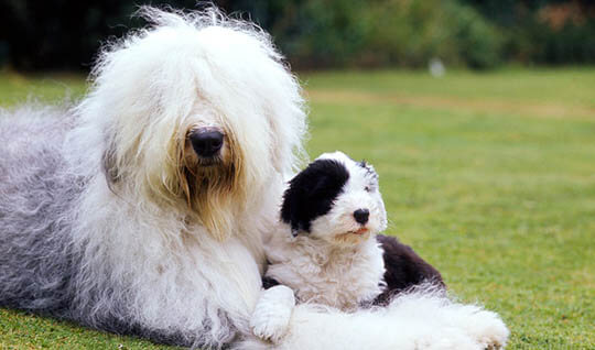 OLD ENGLISH SHEEPDOG