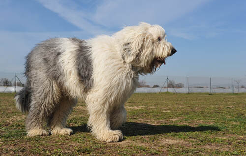 OLD ENGLISH SHEEPDOG