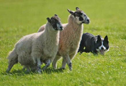 TRAINING A SHEEPDOG