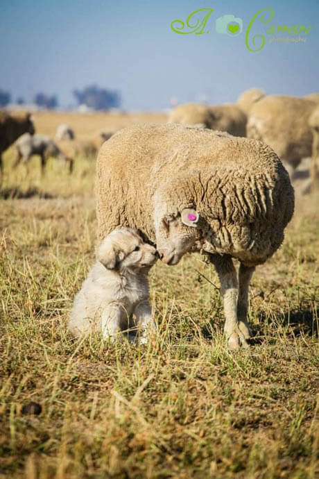 SHEEP WELFARE