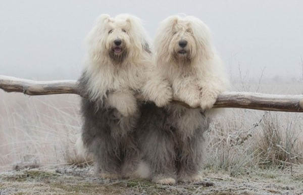 OLD ENGLISH SHEEPDOG