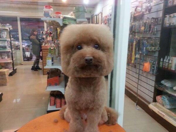 DOG and PUPPY haircut