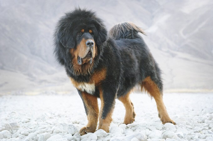 BEST HERDING LGD SHEEPDOG BREEDS LIST