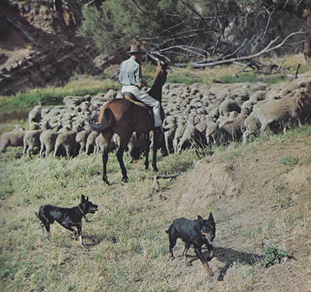 SHEEPDOGS HISTORY, FARM DOGS ORIGINS