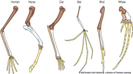 DOG AND HUMAN PAWS, HANDS, NAILS, CLAWS - IDENTIFICATION, DIFFERENCE