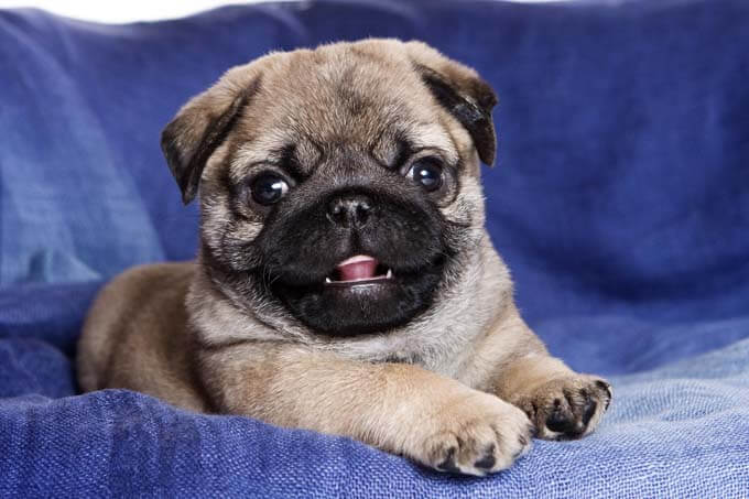 WATCH DOG & PUPPY VIDEO !!!