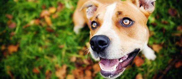 WAYS TO KNOW WHEN DOG'S NOSE NEEDS CARE & ATTENTION