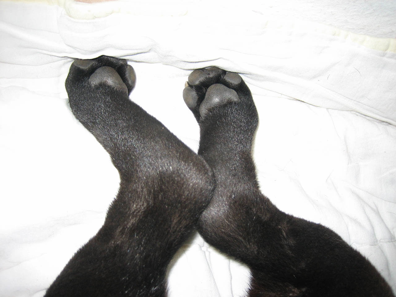 WHAT DOG's PAWS CAN TELL YOU