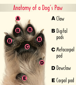 DOG PAW ANATOMY