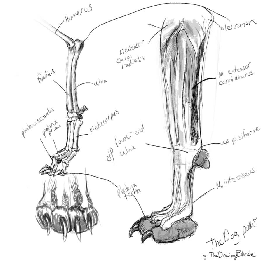 DOG PAW ANATOMY - THIS PICTURE BY WHITEBLONDE at DEVIANT !!!
