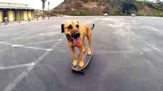 WATCH DOG & PUPPY VIDEO !!!