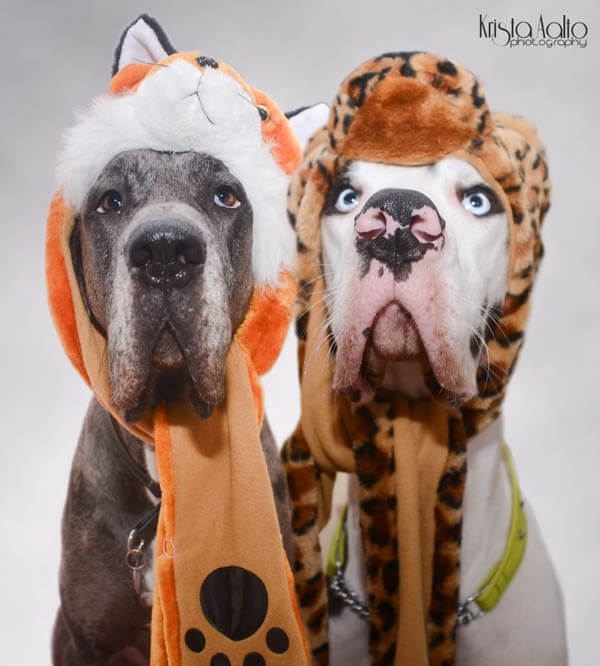 DOGS IN HATS - PHOTO COLLECTION