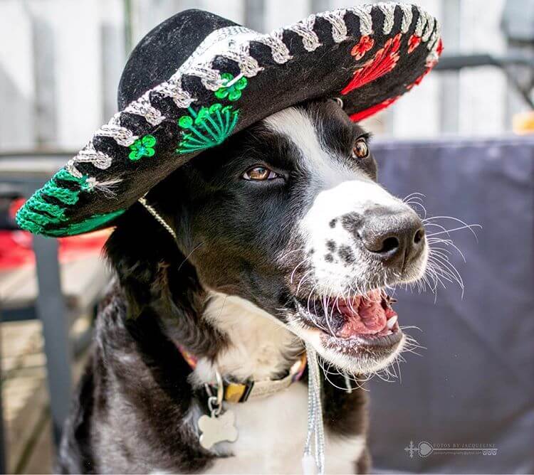 DOG HATS, WHY SHOULD DOG WEAR A HAT?