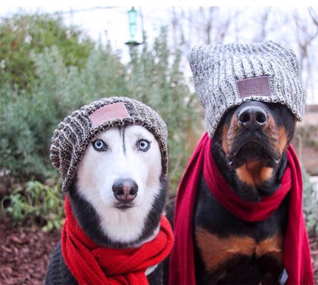 DOGS WEARING HATS - CALENDAR, MEME, IMAGES, WALLPAPER