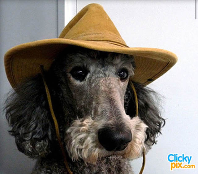 WHY DOGS ARE AFRAID OF HATS