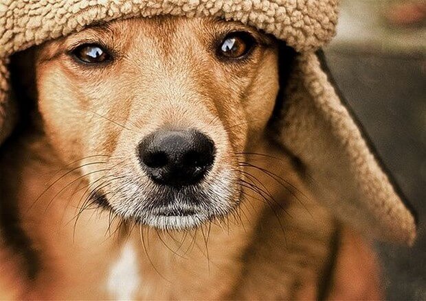 DOGS WEARING HATS - CALENDAR, MEME, IMAGES, WALLPAPER