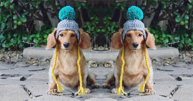 DOGS WEARING HATS - CALENDAR, MEME, IMAGES, WALLPAPER